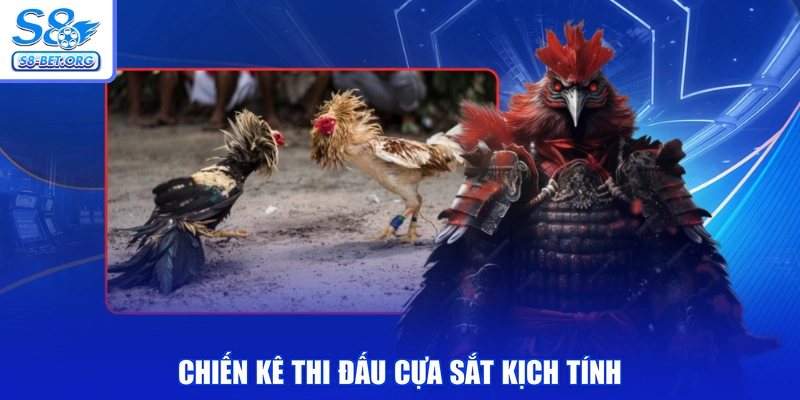 Chiến kê thi đấu cựa sắt kịch tính